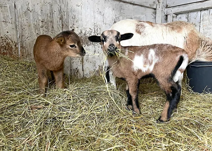 Strandhaus Humboldt Teichhof Fehmarn Ferienhaus *