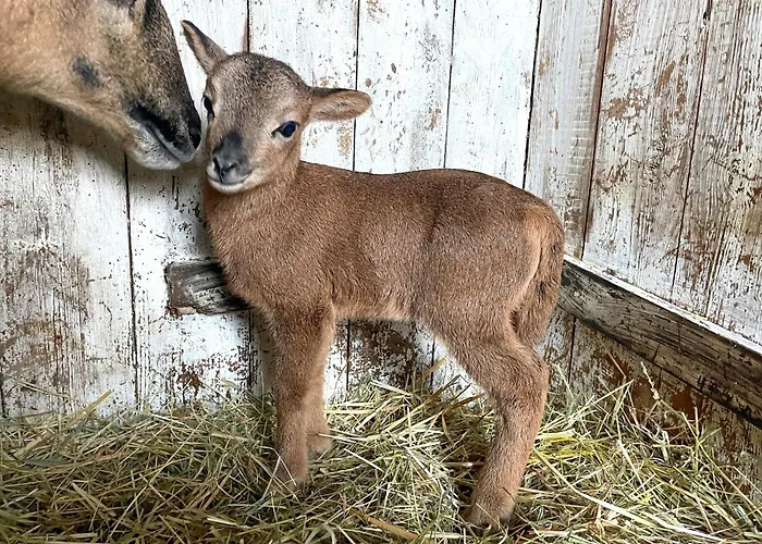 Ferienhaus Strandhaus Humboldt Teichhof Fehmarn